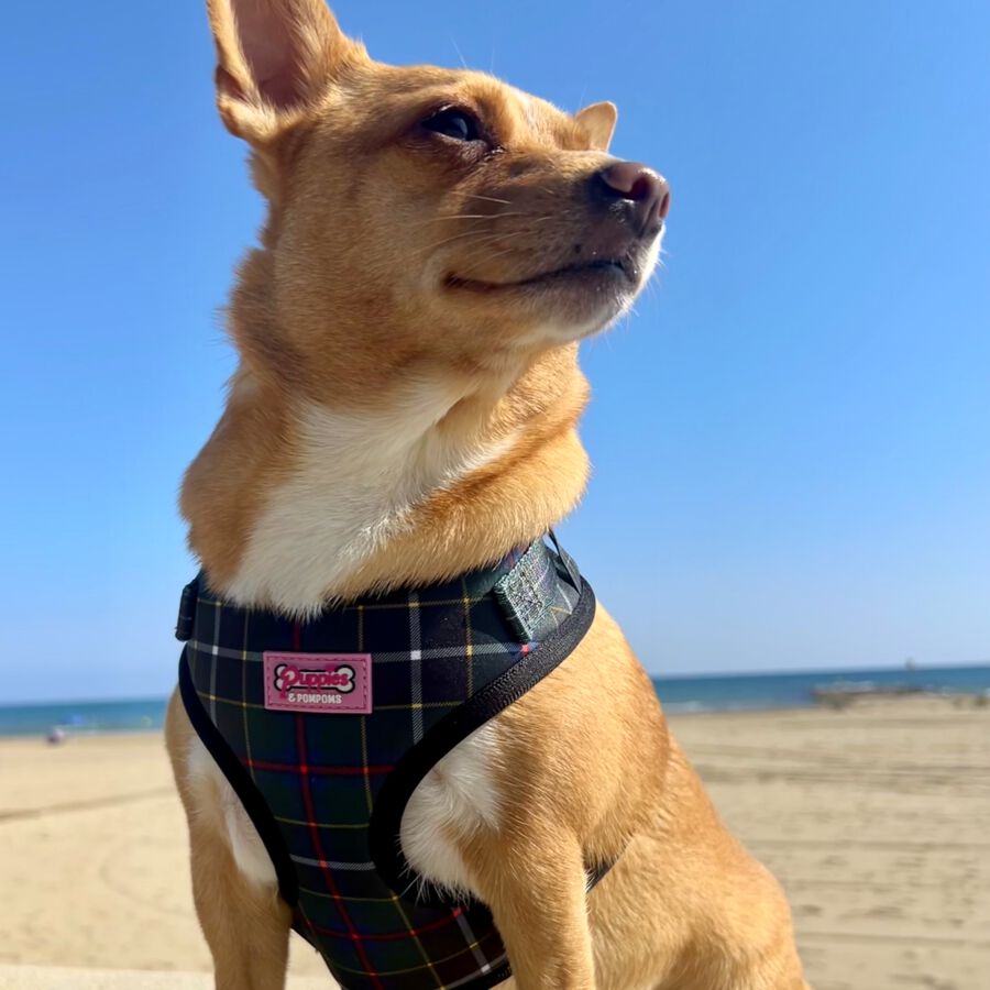 Arn&eacute;s - Tart&aacute;n de Caza de Cornualles, , large Imagen numero 4