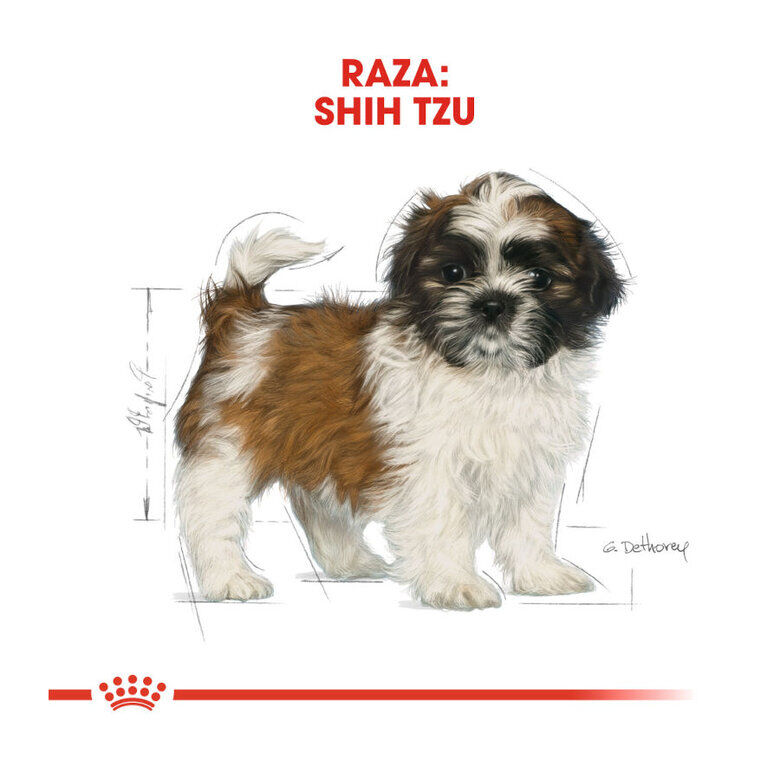Royal Canin Puppy Shih Tzu pienso para perros thumbnail