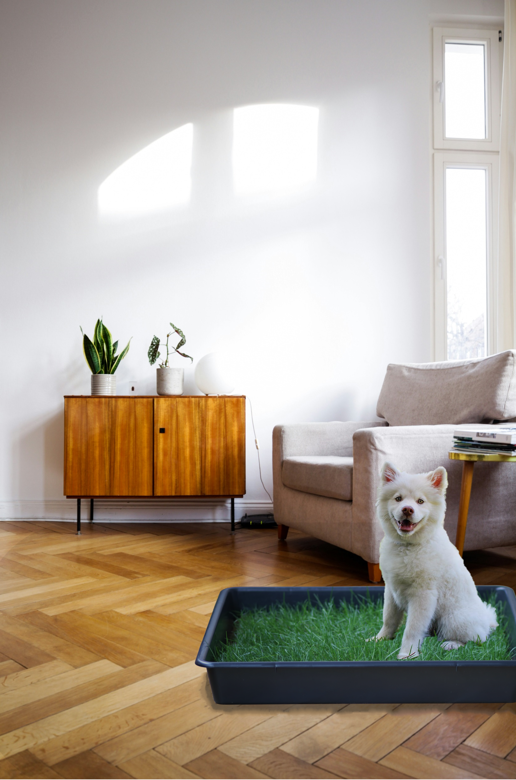 Petground Cama para perros Empapador Alfombra Olfativa C&eacute;sped Natural, , large Imagen numero 5