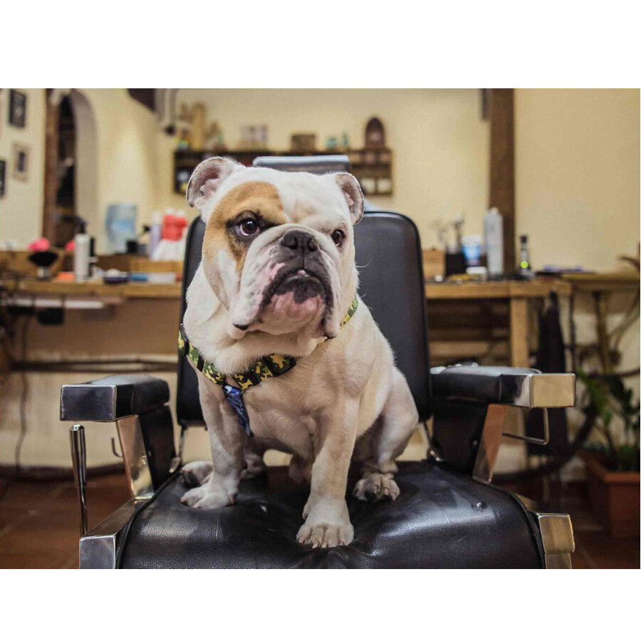 Dukier Camo Cl&aacute;sico Arn&eacute;s Estampado Camuflaje para perros, , large Imagen numero 3