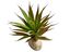 Planta Ananas de decoración para terrarios, , large indicador imagen numero 2