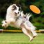 Frisbee de caucho natural para perros, , large indicador imagen numero 3