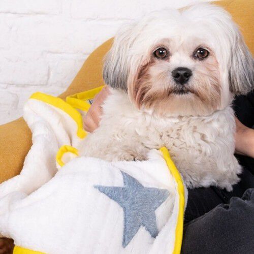 Manta Flora Nube para perros color Blanco, , large Imagen numero 2