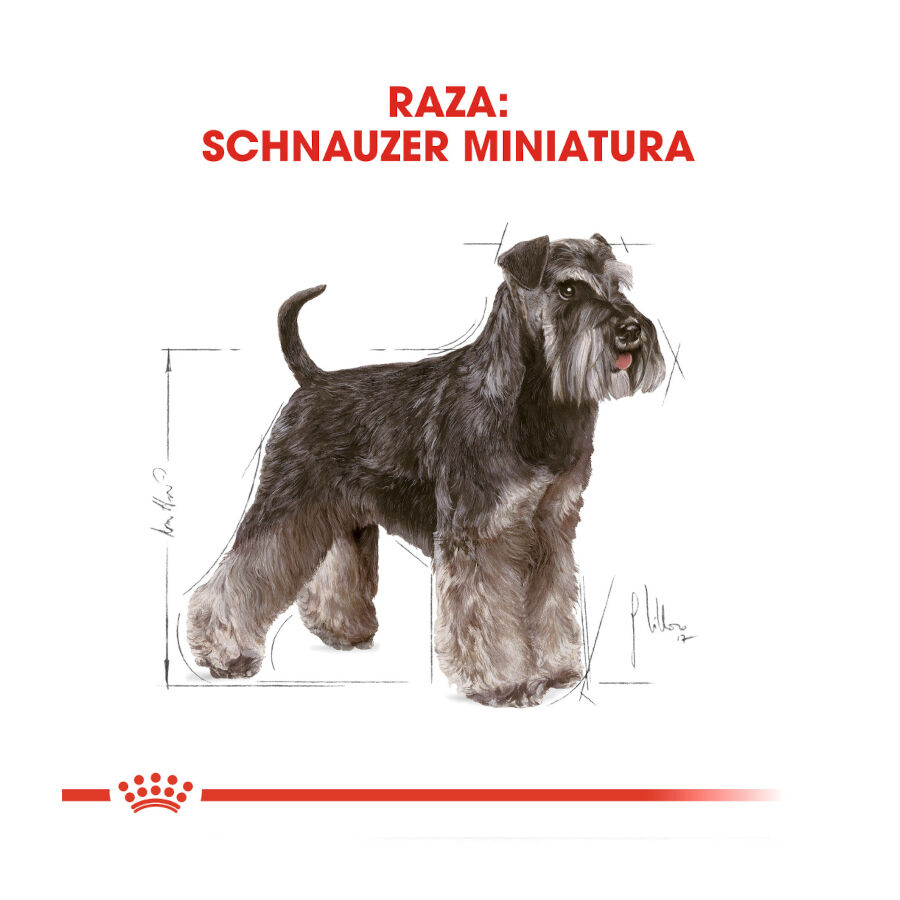 7.5 kg Royal Canin Adult Miniature Schnauzer pienso para perros, , large Imagen numero 4