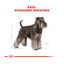 3 kg Royal Canin Adult Miniature Schnauzer pienso para perros, , large indicador imagen numero 4