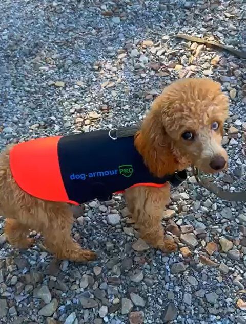 Chaleco de Protección Anti Mordida para Perros – Impermeable – Reflectante - Naranja thumbnail