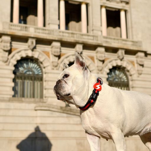 Dashi stripes collar de poli&eacute;ster rojo y negro para perros, , large Imagen numero 5