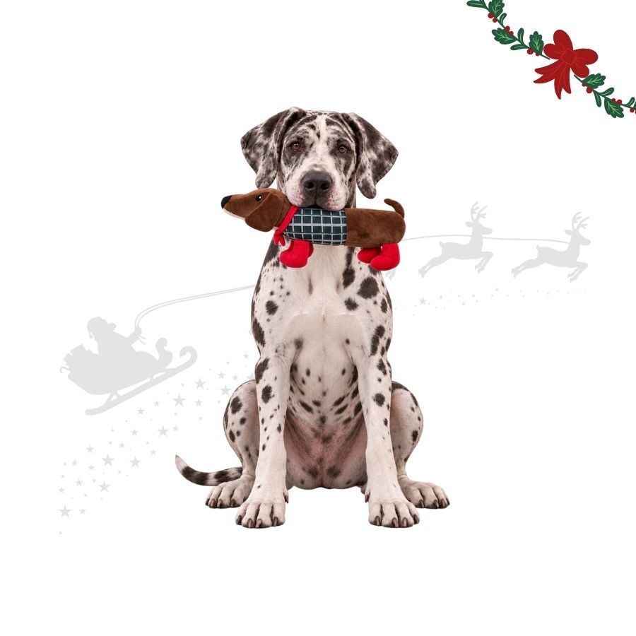 Wonder Christmas Perro Salchicha XL Peluche para perros, , large Imagen numero 1