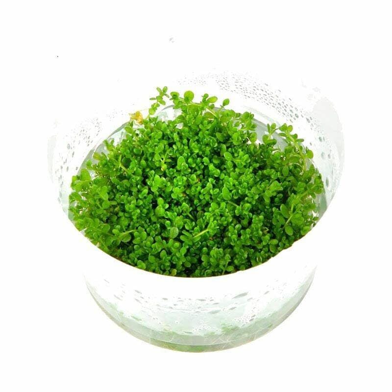 Tropica Iberia Planta Hemianthus Glomeratus 'Micranthemoides'