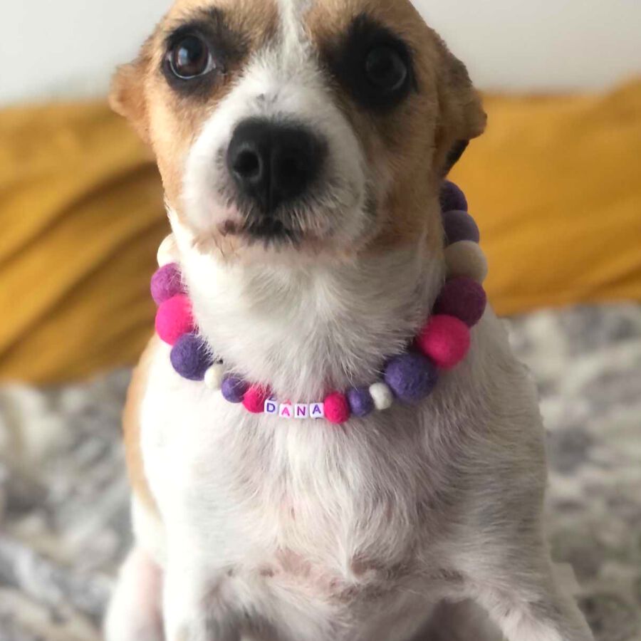 Collar De Perro Personalizado Con Pompones, , large Imagen numero 3