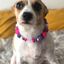 Collar De Perro Personalizado Con Pompones, , large indicador imagen numero 3