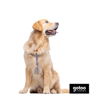Gotoo Arnés rayas zig- zag para perros