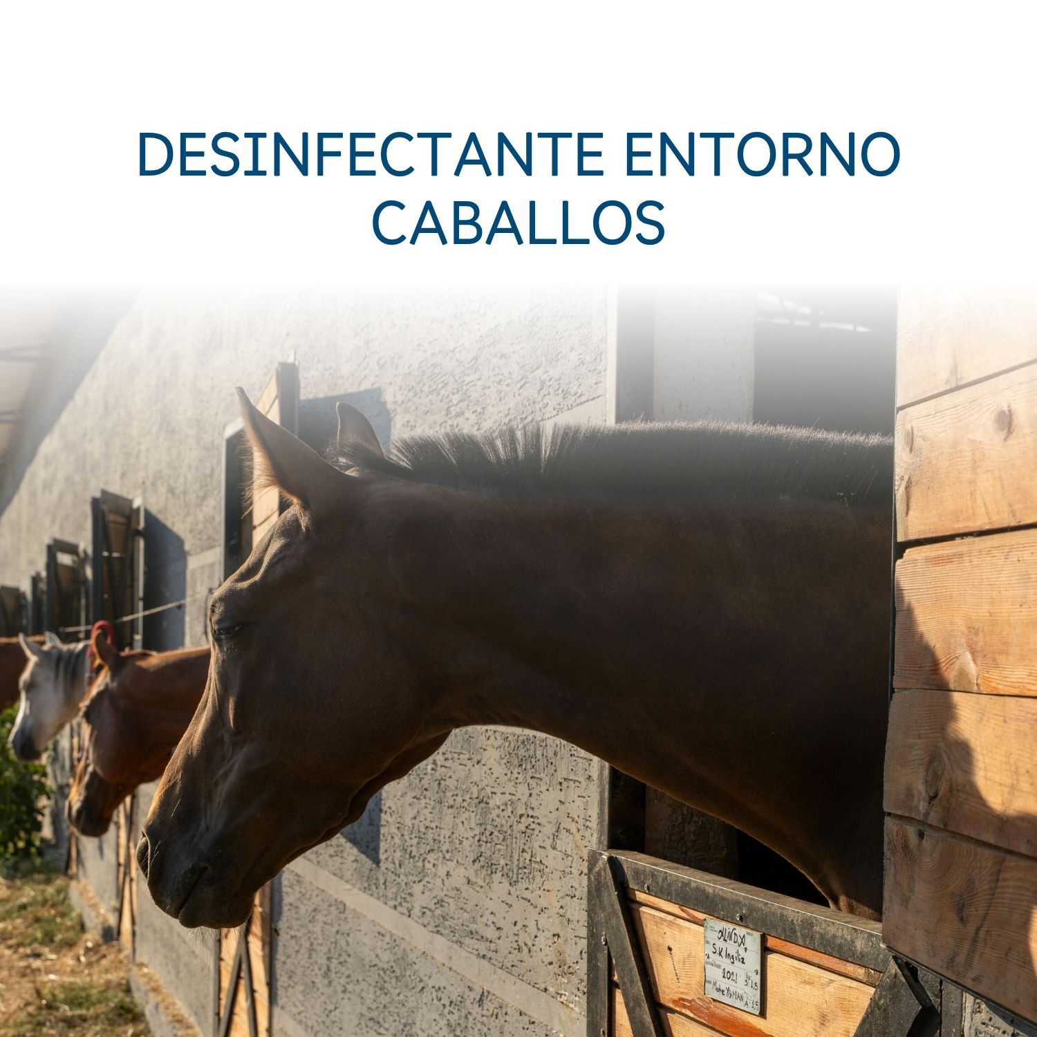 Spray Desinfectante multiusos  entorno caballos lulipet 750 ml, , large Imagen numero 3