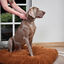 Beaphar CaniComfort Collar Calmante 45 cm para perros, , large indicador imagen numero 5