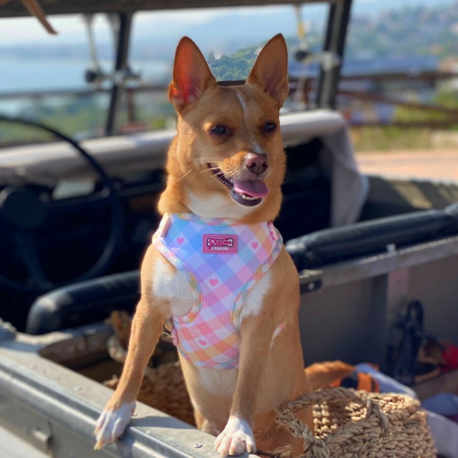 Arn&eacute;s - Vichy Pastel, , large Imagen numero 3