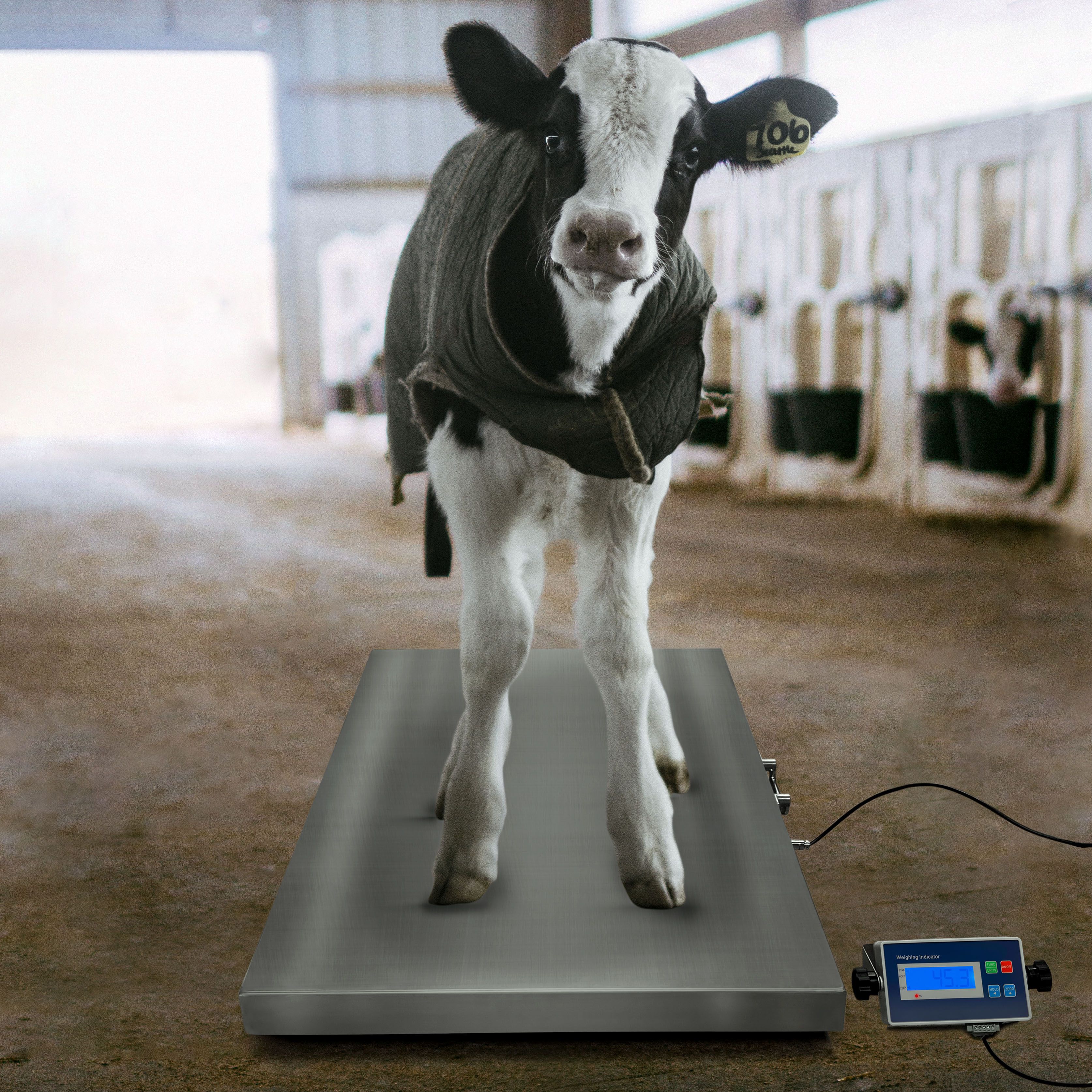 Balanza Veterinaria 60cm x 90cm, , large Imagen numero 4