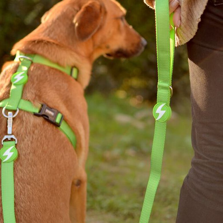 Correa de nylon para perro color Verde, , large image number null