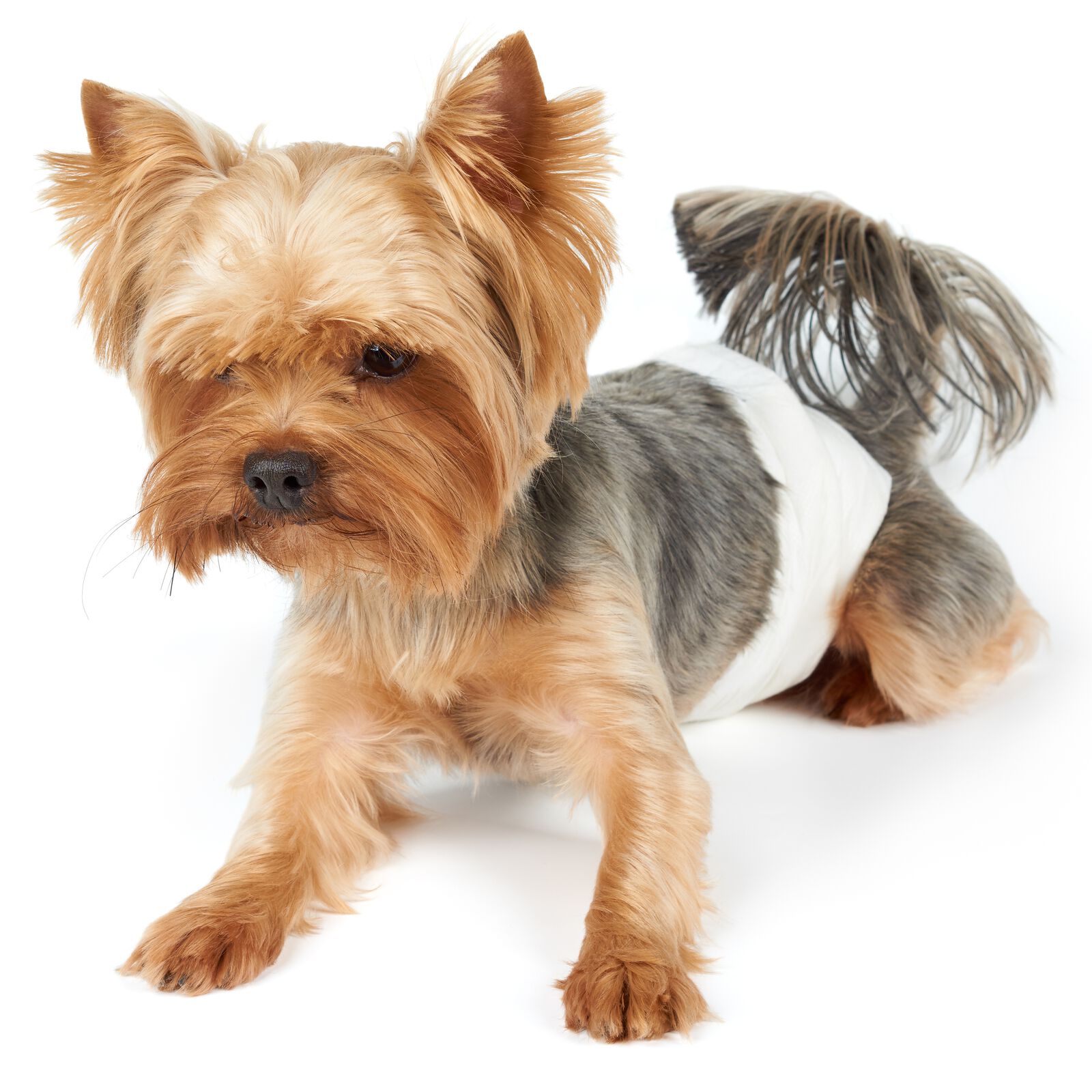 Pa&ntilde;ales desechables para perros macho 12 unidades talla L, , large Imagen numero 3