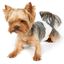 Pañales desechables para perros macho 12 unidades talla L, , large indicador imagen numero 3