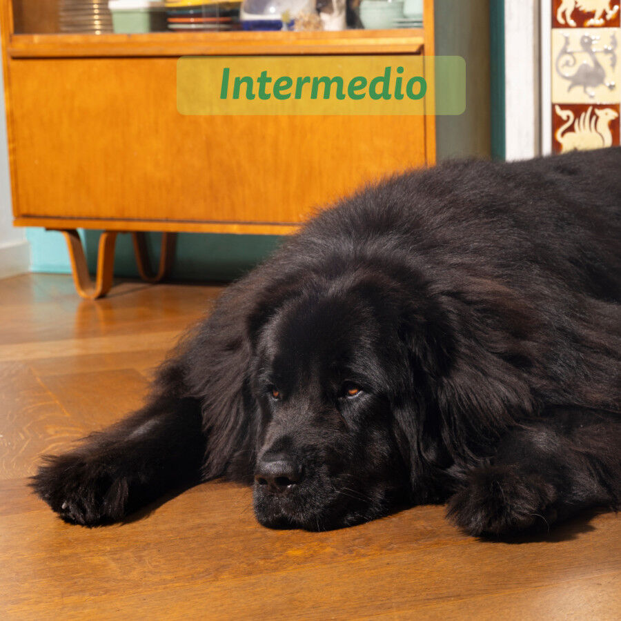 12 kg Edgard & Cooper Adult Cordero pienso para perros, , large Imagen numero 4