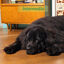 12 kg Edgard & Cooper Adult Cordero pienso para perros, , large indicador imagen numero 4