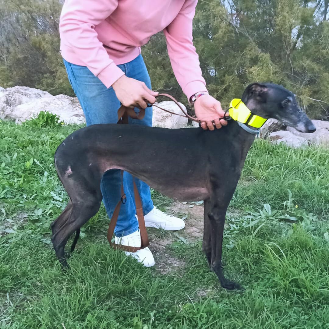 EGV - Correa multiposicion perro con doble asa de neopreno. Correa perro manos libres de 2,50 metros de longitud. (Marr&oacute;n), , large Imagen numero 4