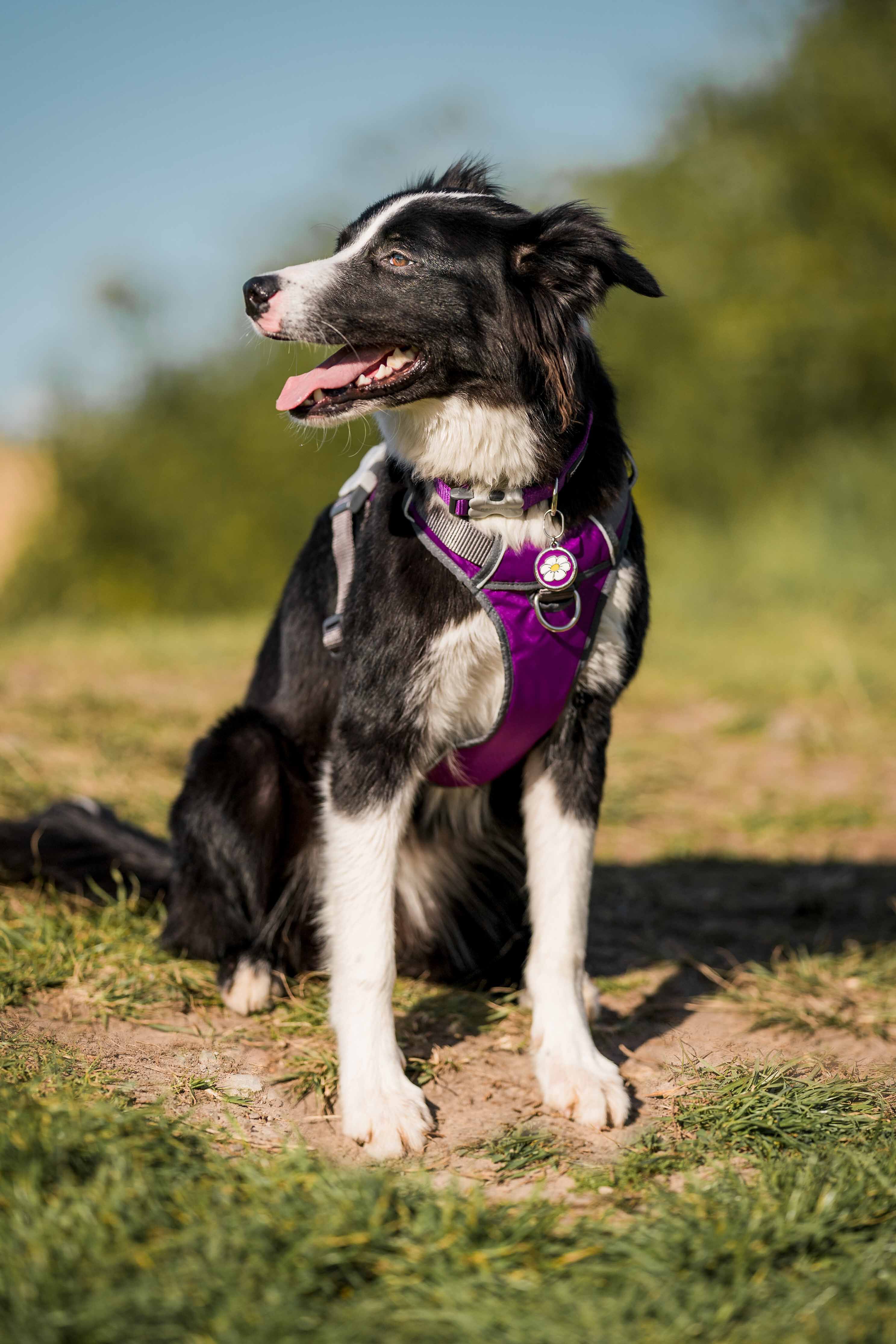 Placa identificativa Acero Inoxidable Esmalte Margarita Azul Claro para perros, , large Imagen numero 2