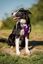 Placa identificativa Acero Inoxidable Esmalte Margarita Morado para perros, , large indicador imagen numero 2