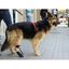 Bota para corrector propioceptivo para perro Ortocanis, , large indicador imagen numero 4