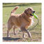Kong Air Dog Squeaker Stick de juguete para perros, , large indicador imagen numero 2