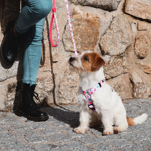 Correa de poli&eacute;ster Flamingo para perros color Varios, , large Imagen numero 5