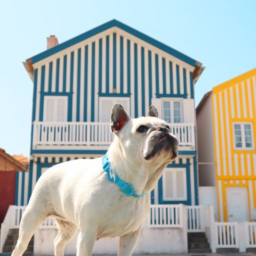 Dashi colorflex collar de TPU azul para perros, , large Imagen numero 3