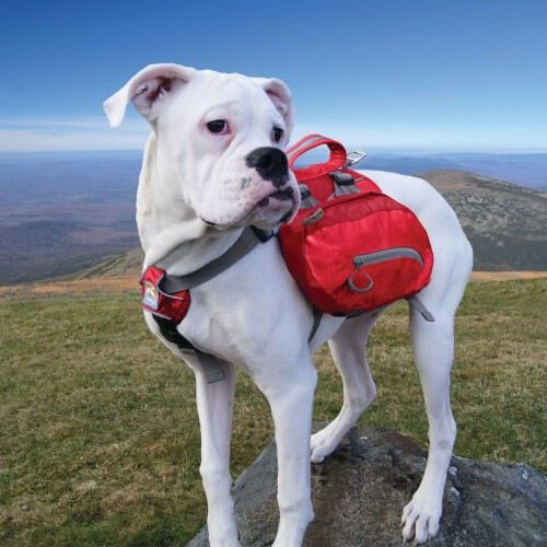 Alforjas new arrivals para perros