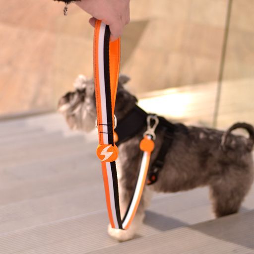 Dashi stripes correa de poli&eacute;ster naranja y negro para perros, , large Imagen numero 4