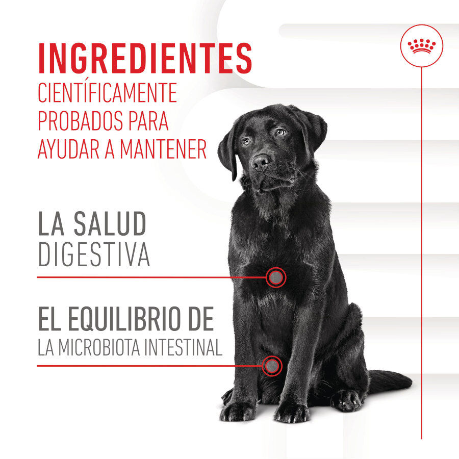 Royal Canin Digestion Chews Suplemento Nutricional para perros con sensibilidad thumbnail