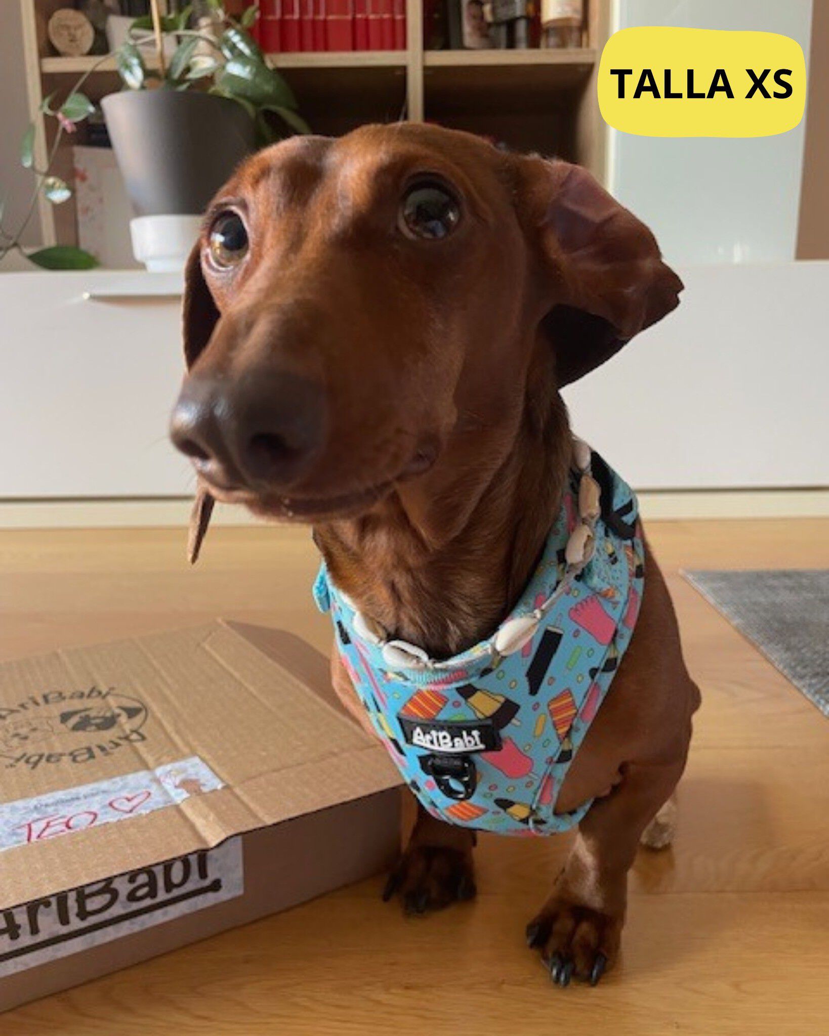 Correa Premium para perros original y c&oacute;moda &ndash; Colecci&oacute;n FrigoPata, , large Imagen numero 3