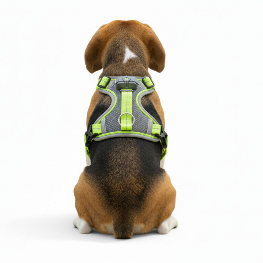 All For Paws K-Nite Arn&eacute;s con Luz para perros, , large Imagen numero 3