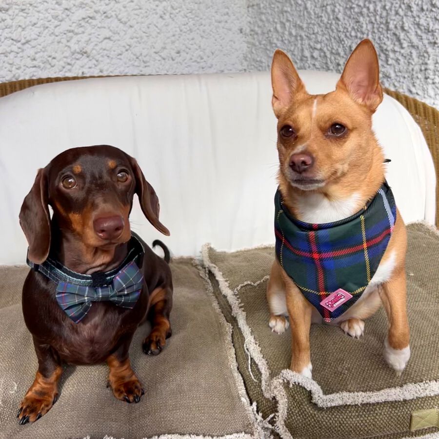 Pajarita - Tart&aacute;n de Caza de Cornualles, , large Imagen numero 4