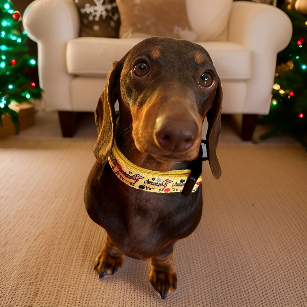 Collar - Perros Salchica Hot Dog, , large Imagen numero 2