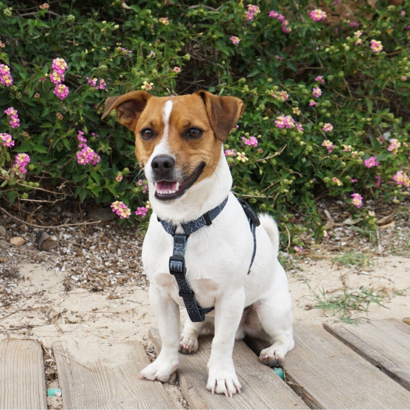 LUNA - Arn&eacute;s Ajustable H para perros Tail and Tropic, , large Imagen numero 3