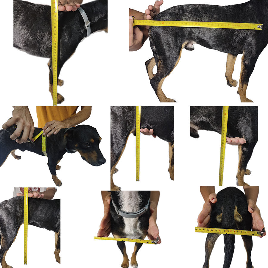 Silla de Ruedas a medida para perros de 30 a 45kg. Arn&eacute;s Color Azul, , large Imagen numero 2