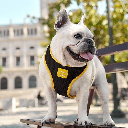 Arn&eacute;s Neo Mesh La Casa de Papel Golden para perros, , large Imagen numero 4