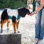 Non-stop Dogwear Chaleco Refrescante Pull-On Gris para perros, , large indicador imagen numero 4