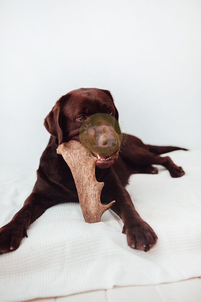 BIMORDISCOS Box NATURE LOVERS Pack de Astas para Perros y Cuernos para Perros, , large Imagen numero 2