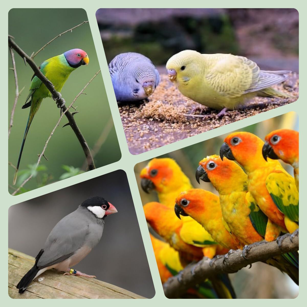 Avianvet Vitamina B+K Seramas Suplemento para aves thumbnail