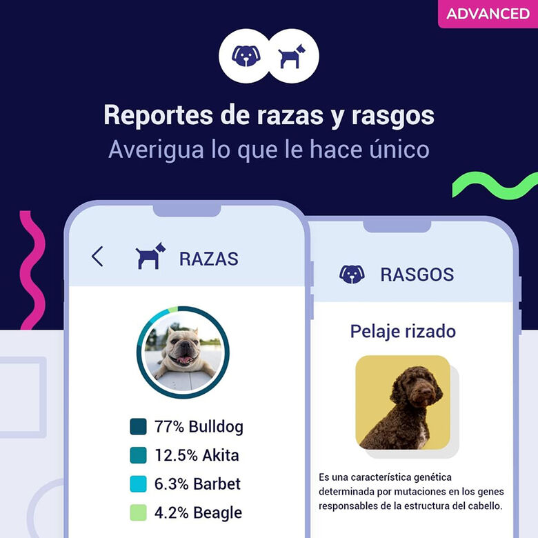 Koko Genetics Prueba De ADN Para Perros Advanced thumbnail