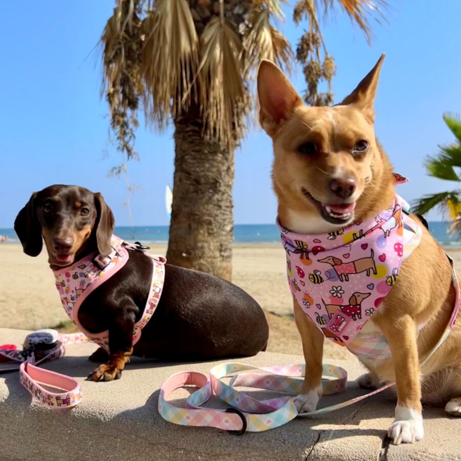 Correa de Perro - Vichy Pastel, , large Imagen numero 2