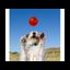 juguete interactivo para perros BIONIC Pelota, M, 6,7 cm, , large indicador imagen numero 4