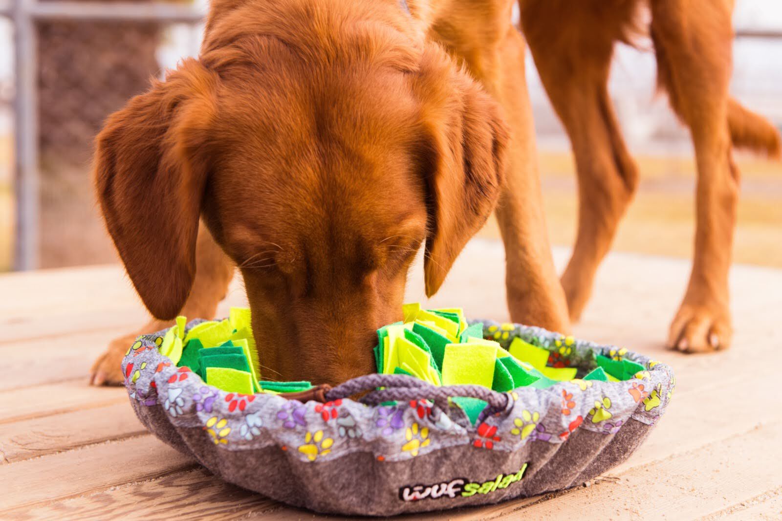 Alfombra Olfativa para Perros WufSalad &ndash; Juguete de Estimulaci&oacute;n Mental, Comedero Lento y Antiestr&eacute;s, , large Imagen numero 2