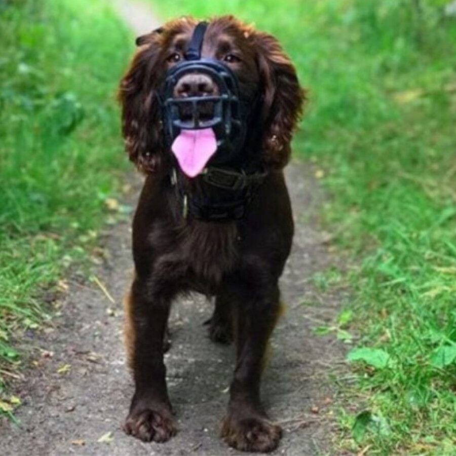 Baskerville Ultra Muzzle Bozal tipo canasta para perros thumbnail